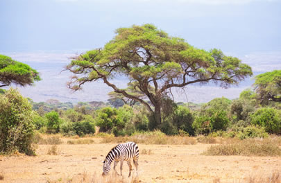 8 Days (7 Nights) Nairobi Airport, Mara, Nakuru, Mountain Lodge, Amboseli, Tsavo West And Tsavos East