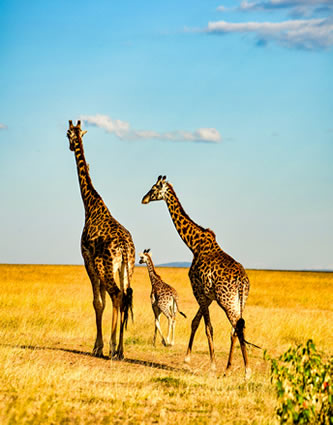 KENYA HOLIDAY SAFARIS