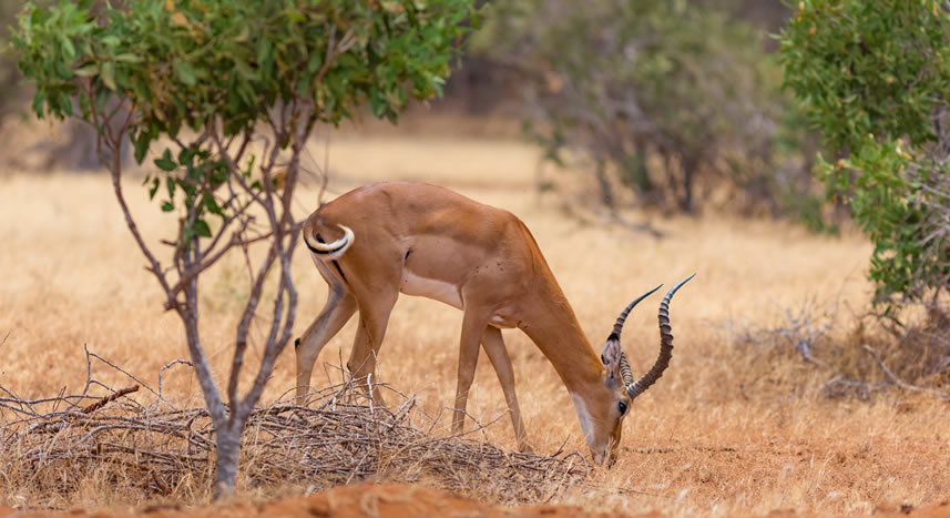 2 days tsavo east national parks