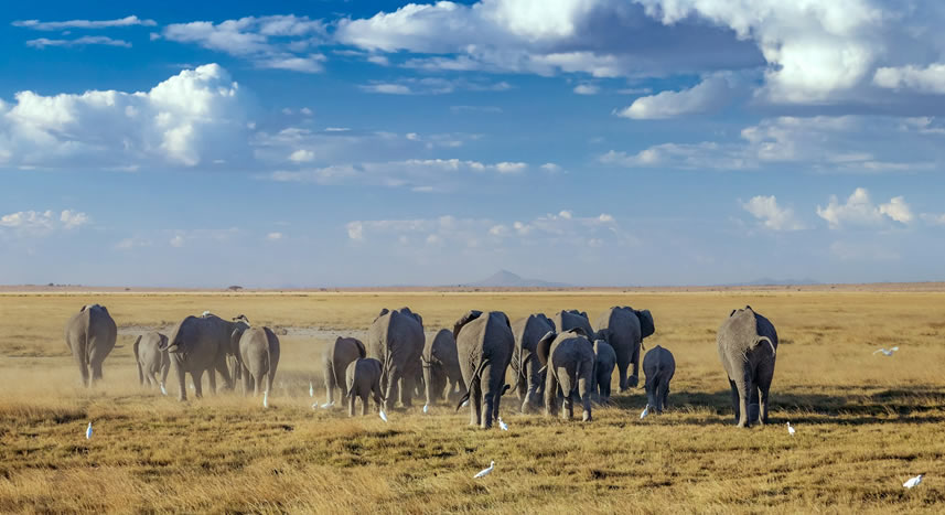 6-days-amboseli-lakenakuru-maasai-masai-mara.jpg