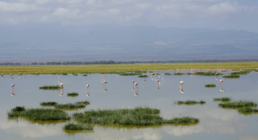 6-days-amboseli-lakenakuru-maasai-masai-mara_1