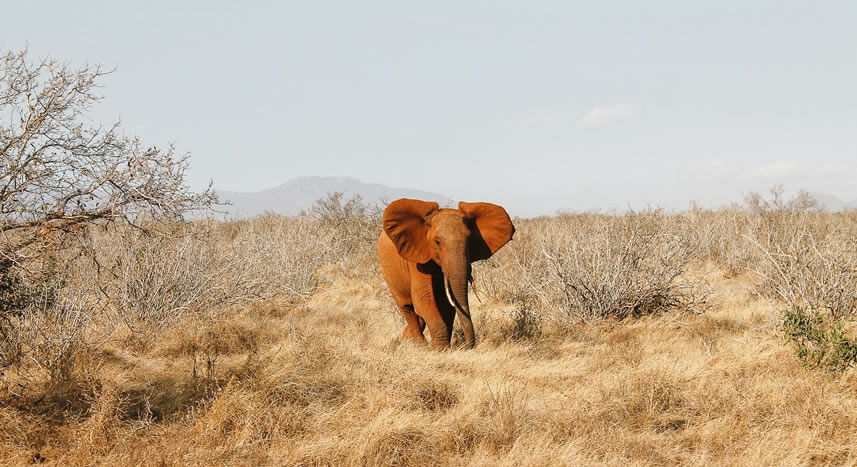 8 Days Nairobi Airport, Mara, Nakuru, Mountain Lodge, Amboseli, Tsavo West And Tsavo East